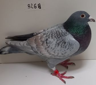 PL-0350-22-9268 Opal  Linia Gołębii Dalekodystansowych x Linia 