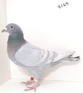 PL-0350-22-9269 Opal, Linia Barcelończyków. Wnuk 