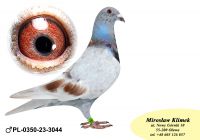 PL-0350-23-3044 wnuk SPRINTA 3453 brata NATALII oraz Linia Generała od MTM PAŁKI x Olimpia „70” od K. Kahlera!!!