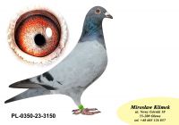 PL-0350-23-3150 prawnuk NATALII oraz ELZY linia Super SCHALI