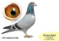 PL-0350-23-3160 Wnuk „LEO” Leo Heremansa oraz prawnuk Olimpia Kahler”70” !!!