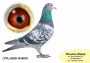 PL-0350-24-4180   Inbred „JEDYNKI od Kopytko ASP x Brat ACHILLESÓW od OLECH  Prawnuk GENERAŁA MTM PAŁKI x Olimpia „70” K. Kahlera Natalia - 37 AS  FCI  WORLD BEST PIGEON 2019r „SPEED Category