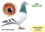 PL-0350-24-4180   Inbred „JEDYNKI od Kopytko ASP x Brat ACHILLESÓW od OLECH  Prawnuk GENERAŁA MTM PAŁKI x Olimpia „70” K. Kahlera Natalia - 37 AS  FCI  WORLD BEST PIGEON 2019r „SPEED Category