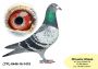 PL-0350-24-4180   Inbred „JEDYNKI od Kopytko ASP x Brat ACHILLESÓW od OLECH  Prawnuk GENERAŁA MTM PAŁKI x Olimpia „70” K. Kahlera Natalia - 37 AS  FCI  WORLD BEST PIGEON 2019r „SPEED Category