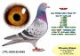 PL-0350-24-4180   Inbred „JEDYNKI od Kopytko ASP x Brat ACHILLESÓW od OLECH  Prawnuk GENERAŁA MTM PAŁKI x Olimpia „70” K. Kahlera Natalia - 37 AS  FCI  WORLD BEST PIGEON 2019r „SPEED Category