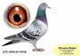 PL-0350-24-4180   Inbred „JEDYNKI od Kopytko ASP x Brat ACHILLESÓW od OLECH  Prawnuk GENERAŁA MTM PAŁKI x Olimpia „70” K. Kahlera Natalia - 37 AS  FCI  WORLD BEST PIGEON 2019r „SPEED Category