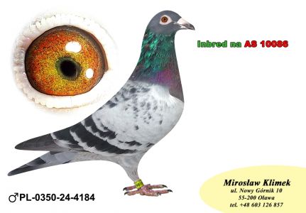 PL-0350-24-4184      Inbred na AS 10086