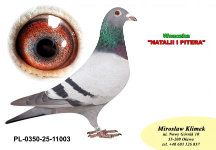 PL-0350-25-11003   Natalii i Pitera x Inbred „1360” MTM PAŁKI