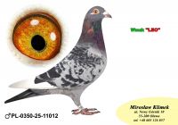 PL-0350-25-11012     Linia „LEO” Heremansa czołówka POLSKI w Klasie STANDRD !!!