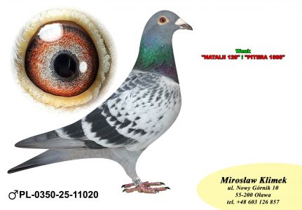 PL-0350-25- 11020   wnuk Natalii i Pitera x Inbred „1360” MTM PAŁKI