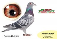 PL-0350-25- 11029   córka „LOLITY” 37 konk w 1 setce!!! x  Wnuk GENERAŁA od MTM PAŁKI