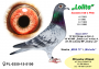 PL-0350-25- 11029   córka „LOLITY” 37 konk w 1 setce!!! x  Wnuk GENERAŁA od MTM PAŁKI