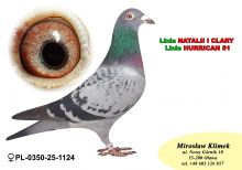 PL-0350-25-1124         Linia HURRICANA 51 PUTTMANA x Córka PITERRA i NATALII