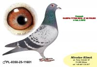 PL-0350-25-11601  Inbred TYTAN – linia  HENRII MENTENA x wnuk GENERAŁA od MTM PAŁKI !!!