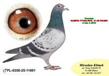 PL-0350-25-11601  Inbred TYTAN – linia  HENRII MENTENA x wnuk GENERAŁA od MTM PAŁKI !!!