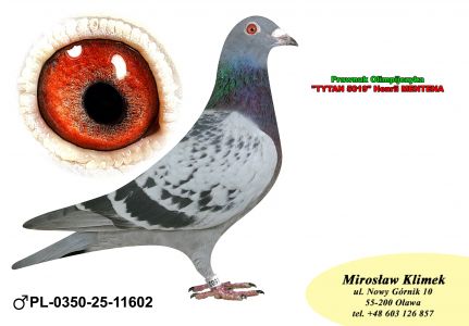 PL-0350-25-11602   Inbred TYTAN – linia  HENRII MENTENA x wnuk GENERAŁA od MTM PAŁKI !!!