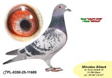 PL-0350-25-11609   Inbred „JEDYNKI od Kopytko ASP x Brat ACHILLESÓW od OLECH  Prawnuk GENERAŁA MTM PAŁKI x Olimpia „70” K. Kahlera