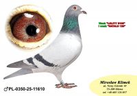 PL-0350-25-11610  Inbred „JEDYNKI od Kopytko ASP x Brat ACHILLESÓW od OLECH  Prawnuk GENERAŁA MTM PAŁKI x Olimpia „70” K. Kahlera