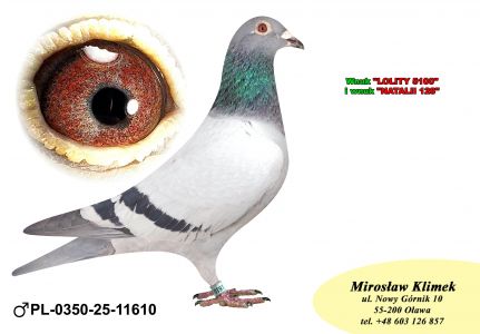 PL-0350-25-11610  Inbred „JEDYNKI od Kopytko ASP x Brat ACHILLESÓW od OLECH  Prawnuk GENERAŁA MTM PAŁKI x Olimpia „70” K. Kahlera