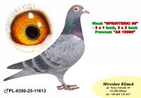 PL-0350-25-11613     „ Prawnuczek AS 10086” oraz wnuczek Super SCHALI