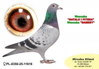 PL-0350-25-11616    Wnuczka Natalii i Pitera x brat CLARY 3 x 1 konk