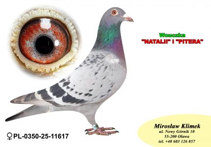 PL-0350-25-11617   Wnuczka Natalii i Pitera x siostra OLIMPIJCZYKA TYTAN „A”