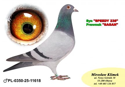 PL-0350-25-11618   Syn SPEEDA x wnuczka „SAGAN”