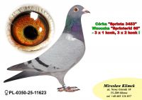 PL-0350-25-11623     córka SPRINTA 3453  brata NATALII oraz wnuczka Sprinterki 66