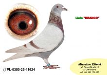 PL-0350-25-11624   linia Słynnego „Płowego 520” x „Branco” Koopman