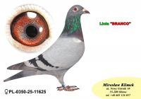 PL-0350-25-11625   linia Słynnego „Płowego 520” x „Branco” Koopman