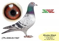 PL-0350-25- 11627   Inbred „JEDYNKI od Kopytko ASP x Brat ACHILLESÓW od OLECH  Prawnuk GENERAŁA MTM PAŁKI x Olimpia „70” K. Kahlera