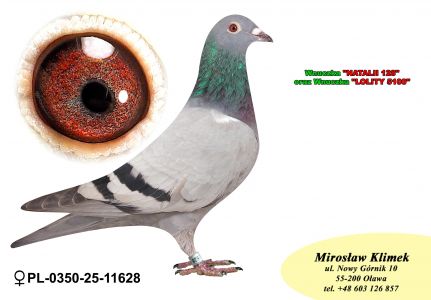 PL-0350-25-11628   Inbred „JEDYNKI od Kopytko ASP x Brat ACHILLESÓW od OLECH  Prawnuk GENERAŁA MTM PAŁKI x Olimpia „70” K. Kahlera