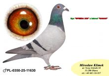 PL-0350-25-11630     SPEED x wnuczka „SAGAN”