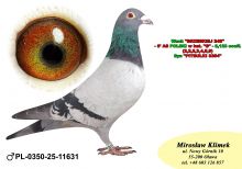 PL-0350-25-11631 wnuk „BRZESKIEJ x Inbred PITBULL 777