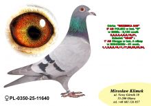 PL-0350-25- 11640  córka - „BRZESKIEJ 248” – 6’ AS Polski w kategorii „G” 8,123 coeff!!!