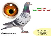 PL-0350-25- 1168    Linia „LEO” Heremansa czołówka POLSKI w Klasie STANDRD !!!