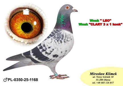 PL-0350-25- 1168    Linia „LEO” Heremansa czołówka POLSKI w Klasie STANDRD !!!