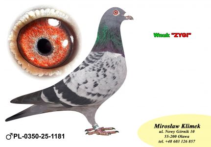 PL-0350-25-1181   Wnuk  ZYGI x Inbred EXTREEM do kolegi Frąckowiak Artur