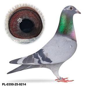 PL-0350-25-9214
