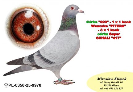 PL-0350-25-9970  Córka Super SCHALI x Syn PITERA 3 X 1 KONK