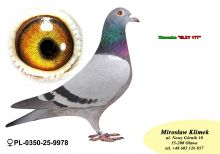 PL-0350-25- 9978     linia MEDALISTKI od Jacka RUS x linia LEO HEREMANSA x syn „ELZY” 2 x 1 konk