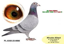 PL-0350-25-9980   syn Super SCHALI x Linia Clary i Nadala – razem 13 x 1 k