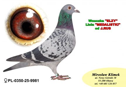 PL-0350-25-9981     linia MEDALISTKI od Jacka RUS x linia LEO HEREMANSA x syn „ELZY” 2 x 1 konk