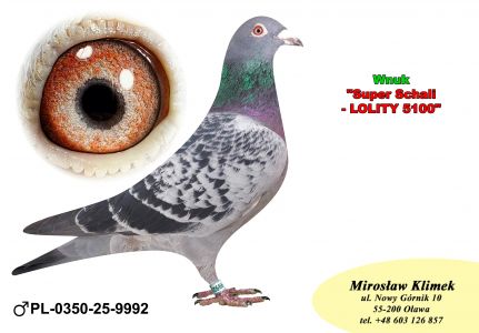 PL-0350-25-9992     Wnuk  „LOLITY- 5100” , która wylatała w swojej karierze  46 konk w tym 37 konkursów w TOP 100 oraz  linia „GENERAŁA” od MTM PAŁKI