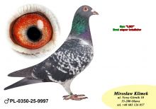 PL-0350-25-9997   syn LEO Leo Heremansa linia BOLT’a x Linia OLIMPIA DEPORTO