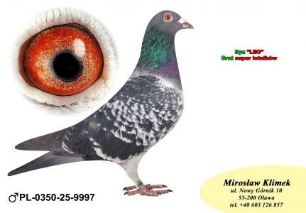 PL-0350-25-9997   syn LEO Leo Heremansa linia BOLT’a x Linia OLIMPIA DEPORTO