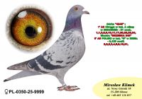 PL-0350-25-9999  córka „4545” i pełna siostra „Brzeskiej 248”- 6' AS POLSKI w kat 