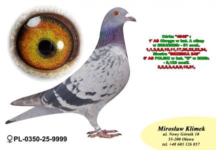 PL-0350-25-9999  córka „4545” i pełna siostra „Brzeskiej 248”- 6' AS POLSKI w kat 