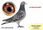 PL-0350-26-6167 Syn Super SCHALi i Wnuk NATALII
