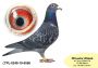 PL-0350-26-6167 Syn Super SCHALi i Wnuk NATALII